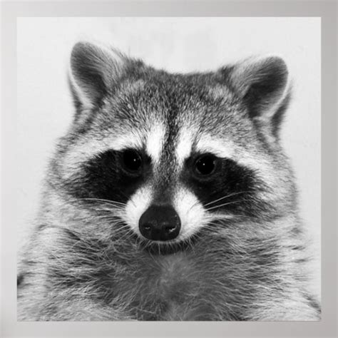 Raccoon Black And White Portrait Poster Zazzle