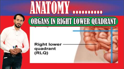 Four Abdominal Quadrants Organs In Right Lower Quadrant Made Easy