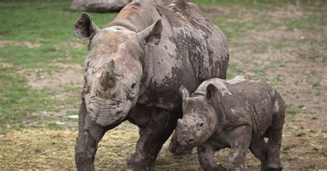 africa s western black rhino declared extinct