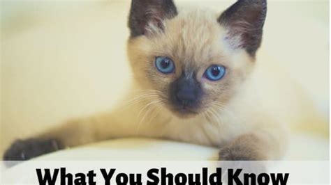 Sphynx Cats What You Should Know Before You Buy One Pethelpful