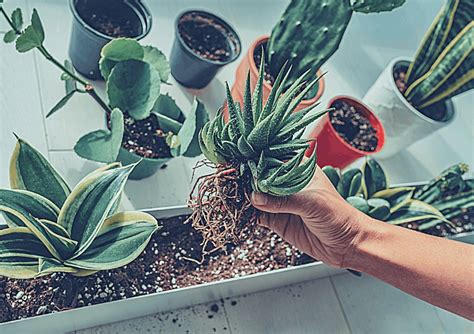 A Beginners Guide To Repotting Succulents Step By Step Directions
