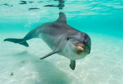 Delfines Lindos Delfines Amigables Y Juguetones