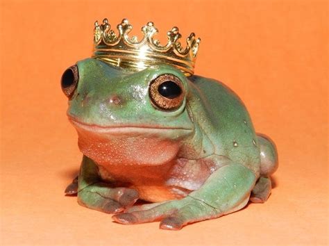 𝓯𝓻𝓸𝓰𝓼 𝓪𝓷𝓭 𝓽𝓸𝓪𝓭𝓼 On Instagram “your Majesty Le Frogé🤴 Frog