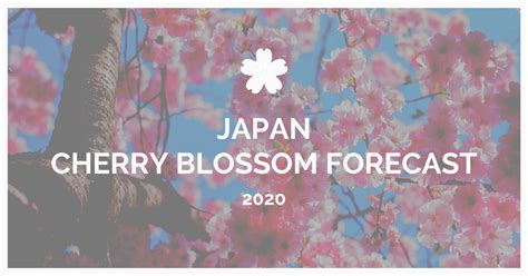 Hakodate Cherry Blossom 2020 Fort Goryokaku Japan Web Magazine