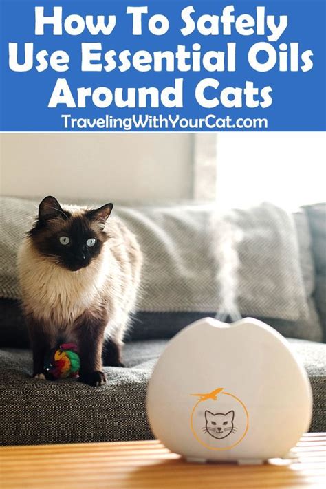 Green olives are not poisonous as well. 7 Best Essential Oils are Safe for Cats in 2020 ...