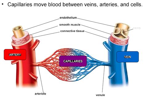 Define Open Circulatory System