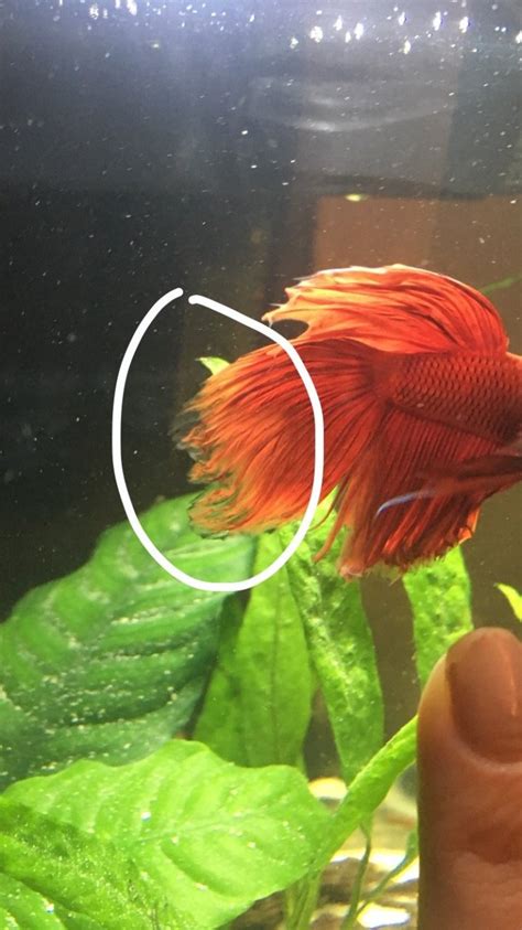 A forum community dedicated to betta fish owners and enthusiasts. Does My Betta Fish Have Fin Rot? | My Aquarium Club
