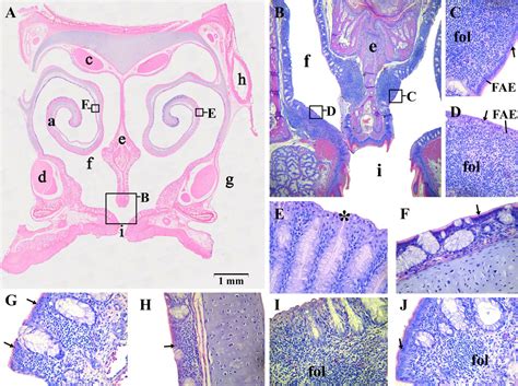 Characterization Of Nasal Cavity‐associated Lymphoid Tissue In Ducks