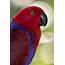 Parrot  San Diego Zoo Animals & Plants
