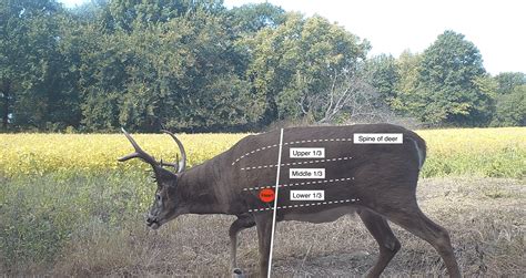 Where To Aim When Shooting A Deer With A Bow Whitetail Advisor