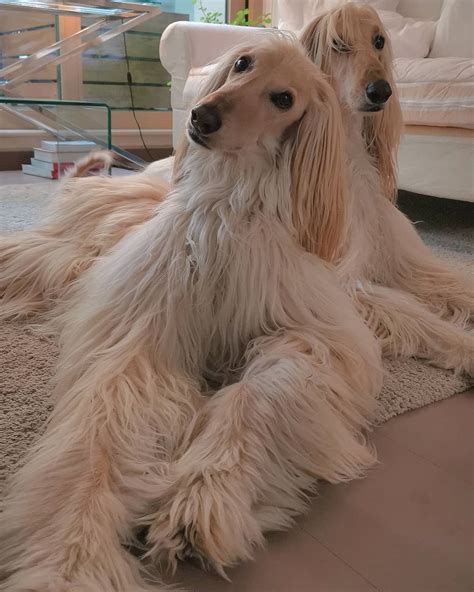 realities   afghan hound owners  accept pettime
