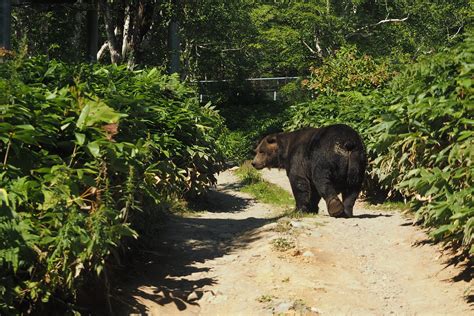 Bears In Hokkaido