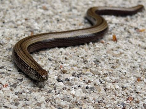 Blindschleichen sind leicht zerbrechliche wesen. Galerie: Hochschlegel und Dreisesselberg | Blindschleiche ...