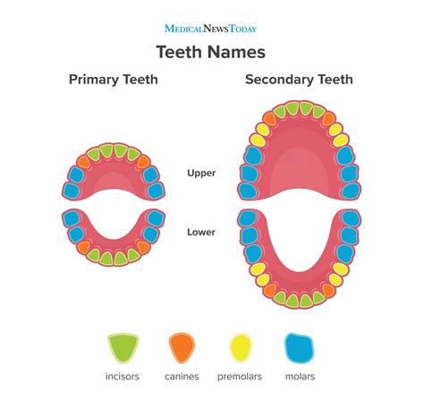 Name Of Last Teeth In Mouth Teeth Poster