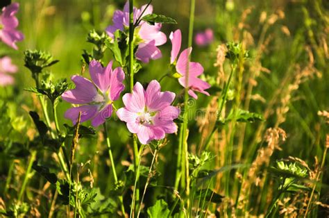 Beautiful Pink Wildflowers In The Grass At Evening Sunlight Stock Image