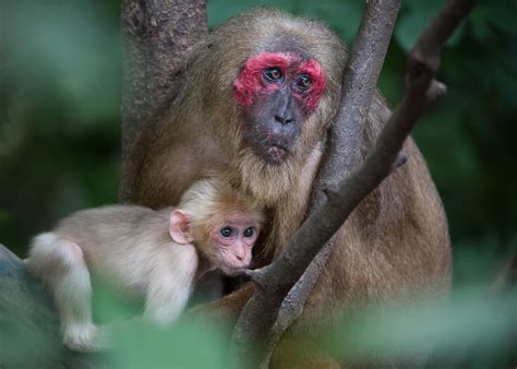 Stump Tailed Macaque Mother And Baby Sean Crane Photography