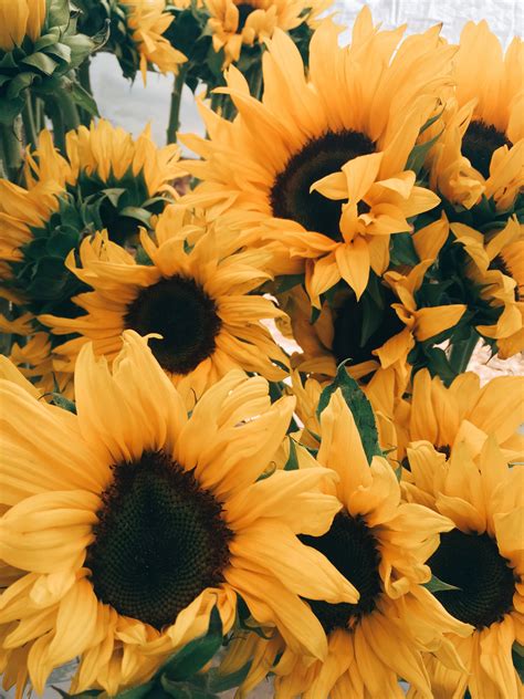 Search free yellow aesthetic wallpapers on zedge and personalize your phone to suit you. Cute Aesthetic Sunflower Wallpaper | Sunflower wallpaper ...