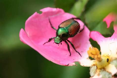 Japanese Beetles A Gardeners Guide Gardenia Organic