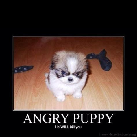 Pin By Rebekah Julian On Funny Angry Puppy Puppies Animals