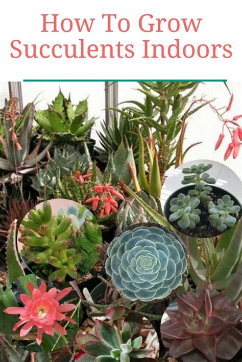 How To Grow Succulents Indoors Kay Vega