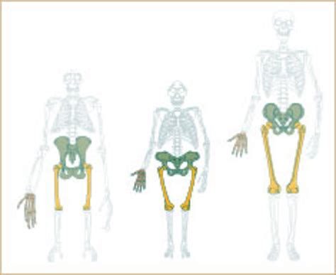 The Many Theories Behind Human Bipedalism Hubpages
