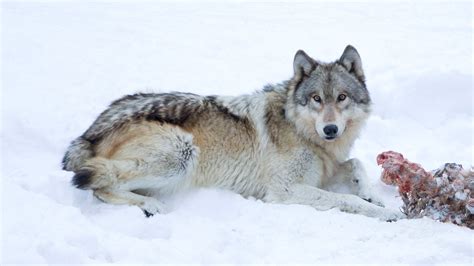 Gray Wolves May Lose Endangered Status And Protections The New York Times