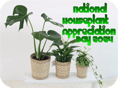 National Houseplant Appreciation Day 2024 Rob Knowlan