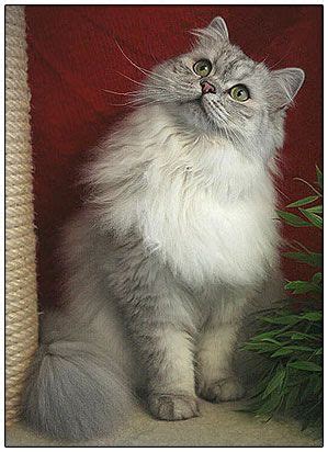 Use the search tool below and browse adoptable british shorthairs! British longhair cat,black silver shaded (With images ...