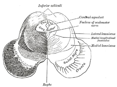 Midbrain cross section superior colliculus. Midbrain