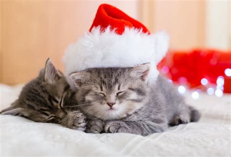Cute Tabby Kittens Sleeping Together In Christmas Hat With Garland