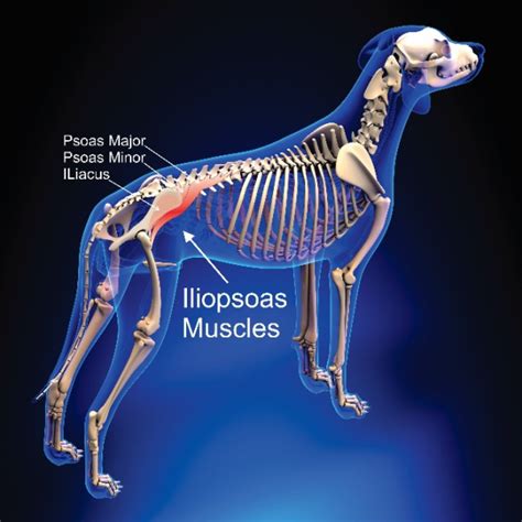 What Can You Do For A Dog With A Pulled Muscle
