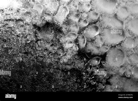 High Contrast Black And White Macro Photography Texture Backgrounds
