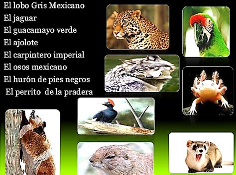 En México más de 2 mil 600 especies de flora y fauna amenazadas