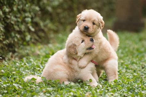 Two Cute Golden Retriever Puppies Playing Stock Image Image Of Pair