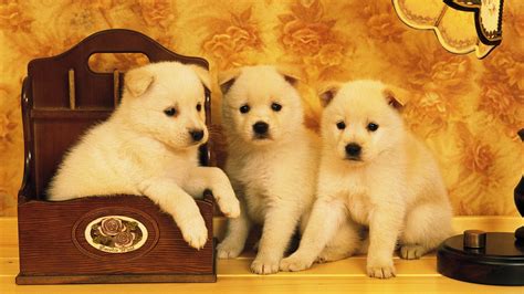 Cute Puppy Trio Wallpaper 734 2560x1440 Wallpaper Hd Wallpaper