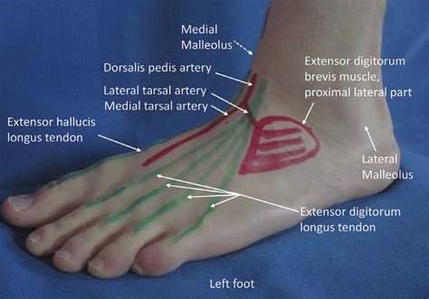 Anatomical Landmarks On The Dorsum Of The Left Foot Showing Surface Download Scientific Diagram