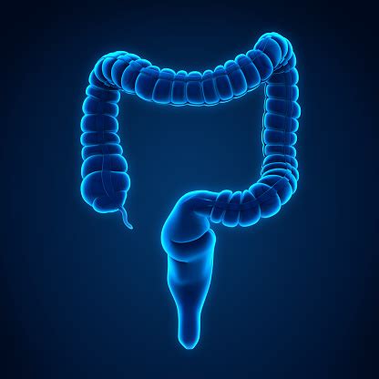 It is sometimes used with a dash after it. Human Colon Anatomy Stock Photo - Download Image Now - iStock