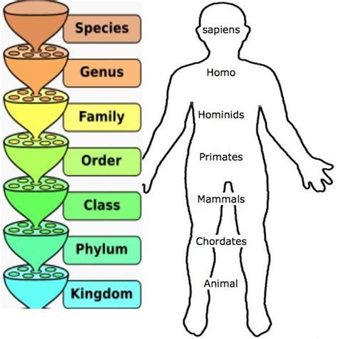 Why Classify Living Organisms History Of Classification Binomial Nomenclature Specific