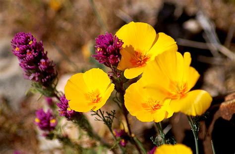 Edupic Arizona Wildflower Images