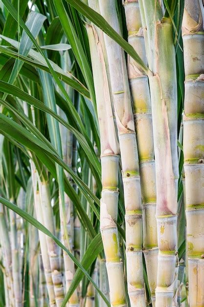Sugar Cane In The Garden For Consumption Premium Photo