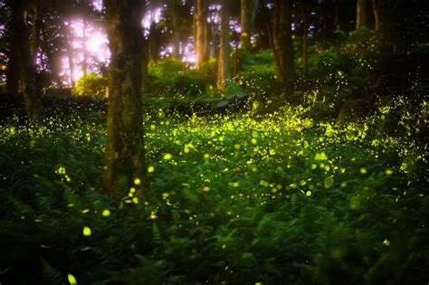 Synchronous Fireflies In The Great Smoky Mountains National Park