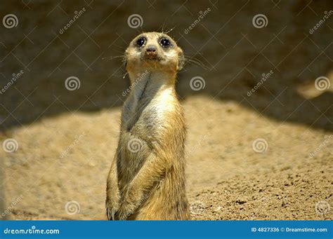 Meerkat Sentry Stock Photo Image Of Claws Familial Adorable 4827336