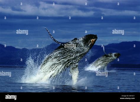 Humpback Whales Breaching Stephens Pass Digital Composite Se Ak Stock