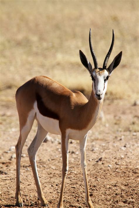 Springbok South African Animals Animals Wild Wildlife Animals