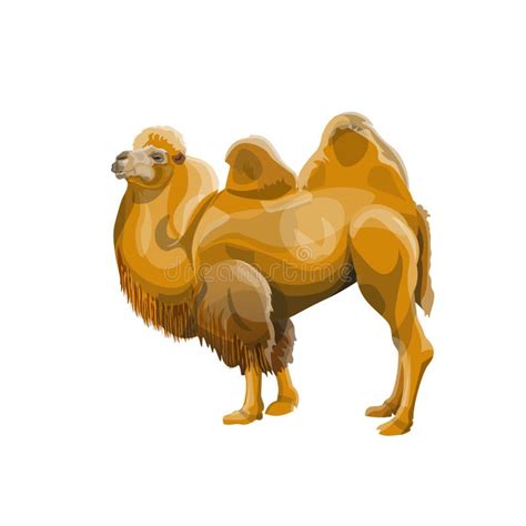 Bactrian Camel Set Stock Vector Illustration Of Bactrian 144711907