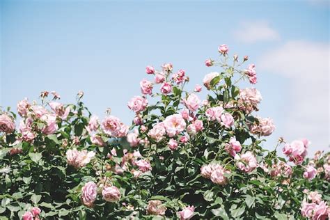 Summer Blooming Pink Roses Photo Free Download