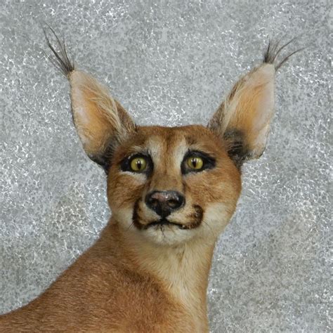When you decide to adopt a caracal cat as a pet there a few things you should consider. Caracal Cat Life-Sizes Mount For Sale #15112 For Sale ...