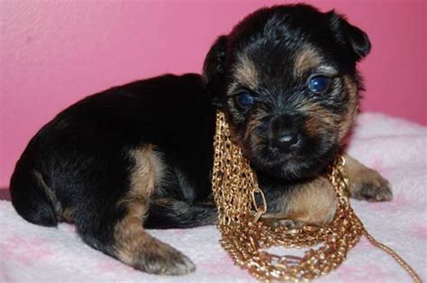 Welcome to our puppies for sale in pa page! Yorkie poo Puppies for sale ~ Gizmo for Sale in Liberty ...