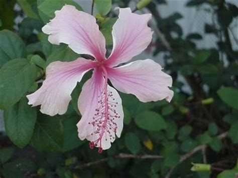 Find & download free graphic resources for hibiscus tree. 120 best images about Flowers | Hibiscus on Pinterest ...