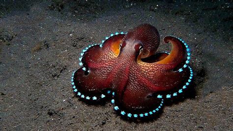 Incredible Octopus Pics